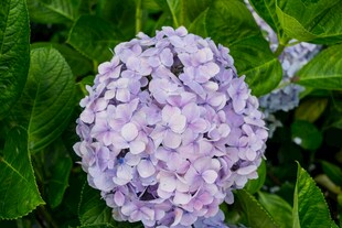 紫色绣球花绽放绿叶间