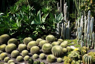 多样仙人掌植物景观