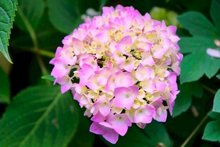 粉色绣球花绽放