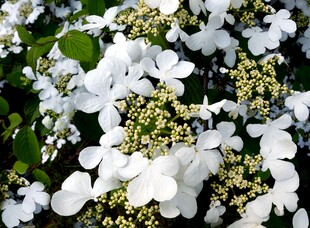 白色绣球花特写