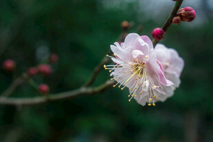 枝头绽放的粉嫩梅花