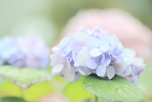 淡紫色绣球花特写