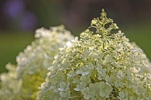 白色绣球花特写