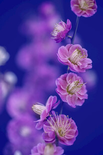 紫色花卉特写