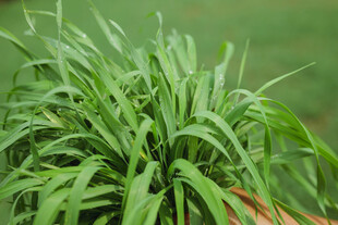 翠绿茂盛的野草植物