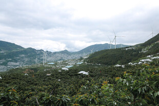 山间绿意盎然的村落景观