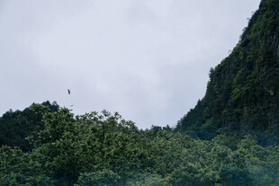 青山绿树景致