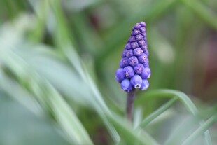 紫色风信子花特写