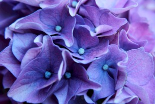紫色绣球花特写