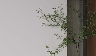 墙边绿植生机盎然