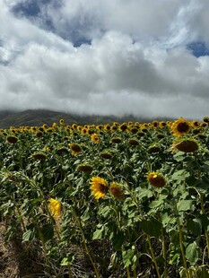 向日葵花田蓝天白云美景