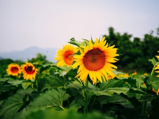 向日葵花海绽放的美好
