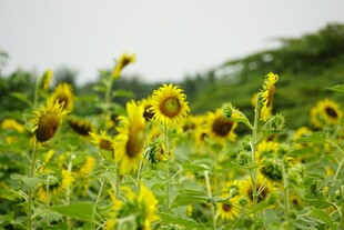 向日葵花海灿烂的田园风光
