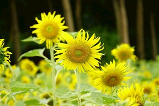 灿烂向日葵花海
