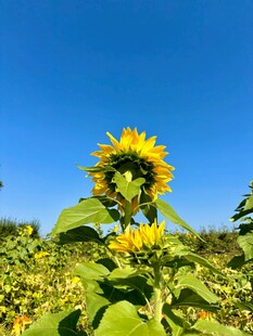 阳光下的向日葵花田