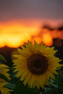 夕阳下的向日葵