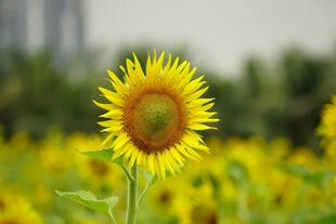 向日葵花海中的灿烂花朵