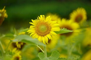 向日葵花海中的灿烂花朵