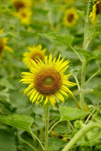 向日葵花海中的灿烂花朵