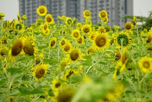 城市边的向日葵花海