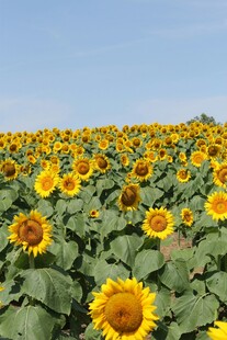 向日葵花海灿烂的田园风光