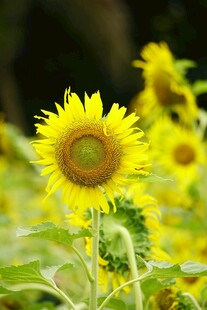 灿烂向日葵花海