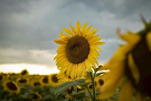 夕阳下的向日葵花田