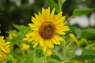 灿烂向日葵绽放于田野