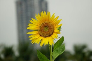 阳光下的灿烂向日葵