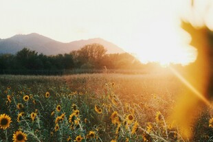夕阳下的向日葵花田美景
