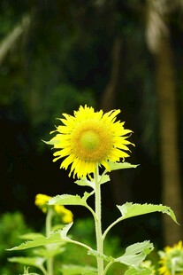 阳光下的灿烂向日葵