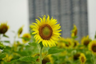田野中的灿烂向日葵