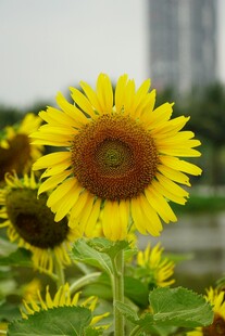 绽放的向日葵