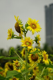 向日葵绽放于城市背景下