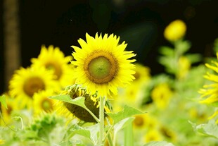 向日葵花海绽放