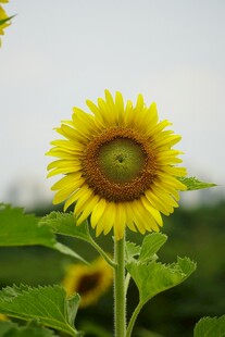 阳光下的向日葵
