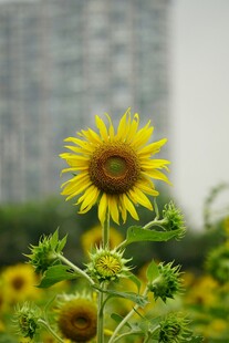 阳光下的灿烂向日葵