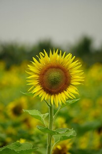 向日葵花田中的灿烂花朵