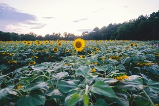 夕阳下的向日葵花田