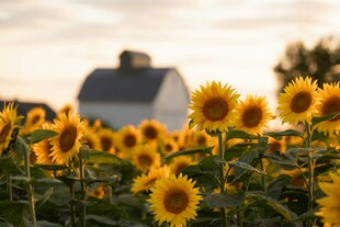 夕阳下的向日葵田与小屋