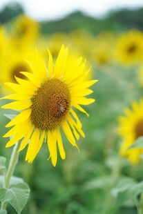 向日葵花田中的蜜蜂