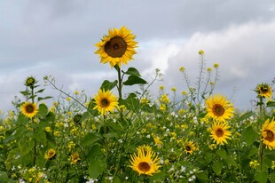 向日葵花海