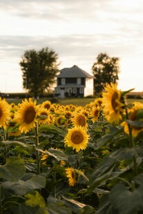 夕阳下的向日葵与小屋