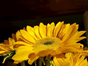绽放的黄色非洲菊