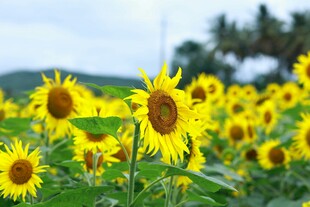 向日葵花海灿烂绽放