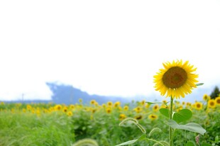 向日葵田野中的灿烂花朵