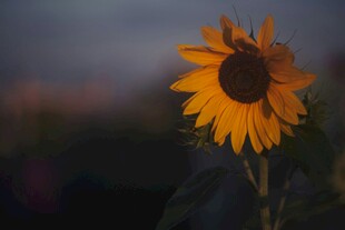 夕阳下的单株向日葵