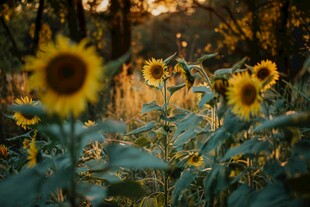 夕阳下的向日葵花田