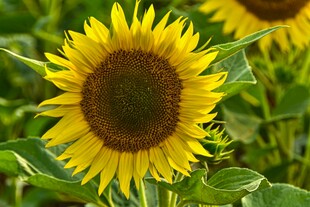 绽放的向日葵