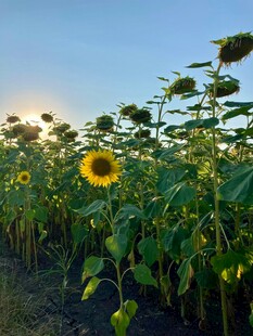向日葵田沐浴在晨光中